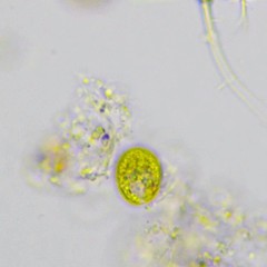 Chlamydomonas