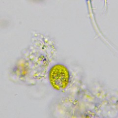 Chlamydomonas
