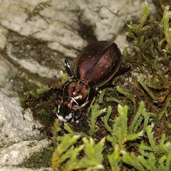 Carabus depressus