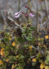 Aeollanthus parvifolius