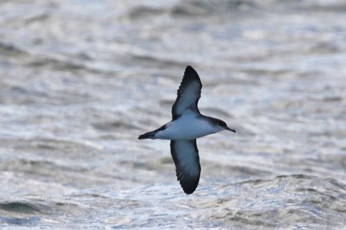 Pardela pichoneta (Puffinus puffinus)
