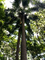 Roystonea borinquena