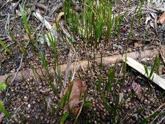 Roystonea borinquena