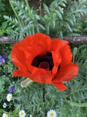 Papaver orientale