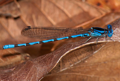 Argia elongata