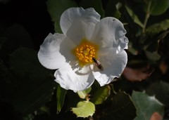 Cistus salviifolius