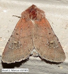 Eucoptocnemis fimbriaris