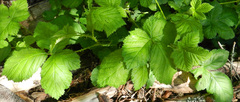 Rubus leucodermis