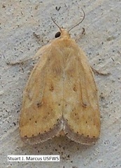 Heliocheilus paradoxus