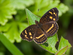 Anthanassa drusilla