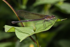 Hetaerina cruentata