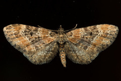 Eupithecia rotundopuncta