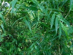 Arthrostylidium