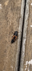 Harmonia axyridis