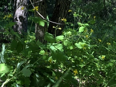 Chelidonium majus