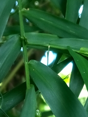 Arthrostylidium