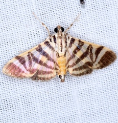 Spilomela