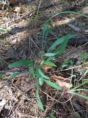 Bupleurum multinerve