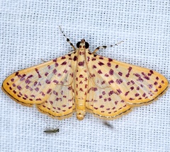 Polygrammodes eleuata