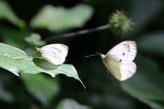 Pieris napi
