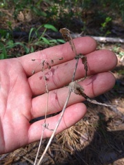 Bupleurum multinerve