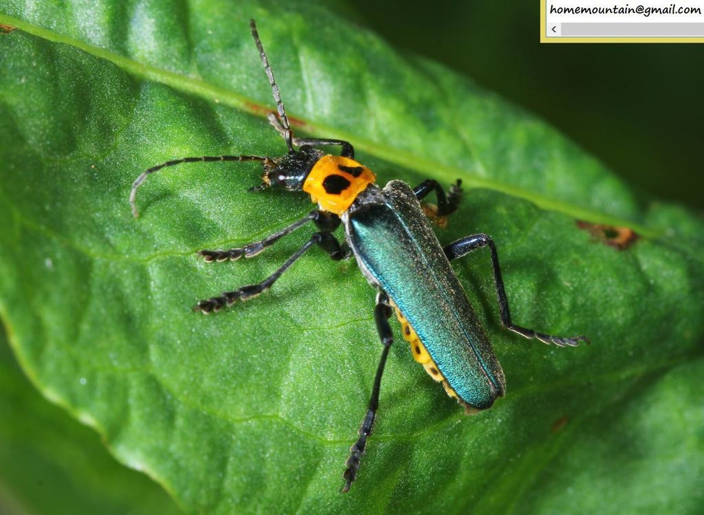 Themus stigmaticus