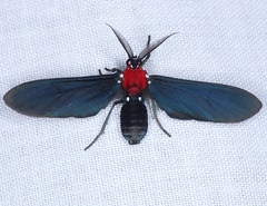 Psoloptera thoracica