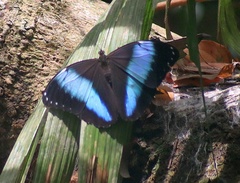 Morpho achilles