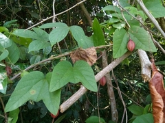Passiflora rubra