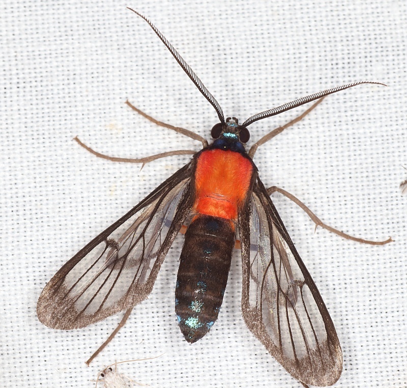 Poecilosoma chrysis