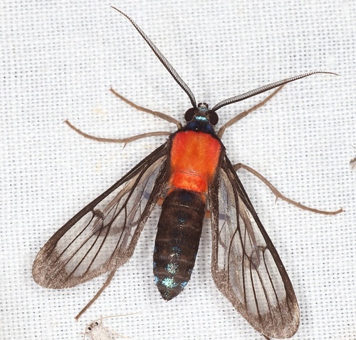 Poecilosoma chrysis