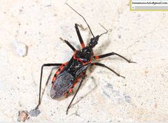 Rhynocoris leucospilus