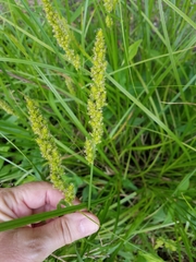 Carex vulpinoidea