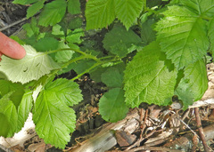 Rubus leucodermis