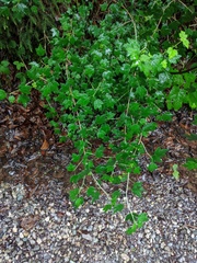 Ribes uva-crispa sativum