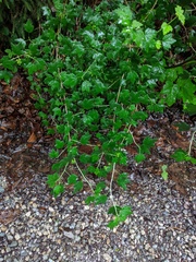 Ribes uva-crispa sativum