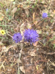 Jasione