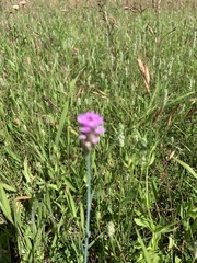 Polygala incarnata