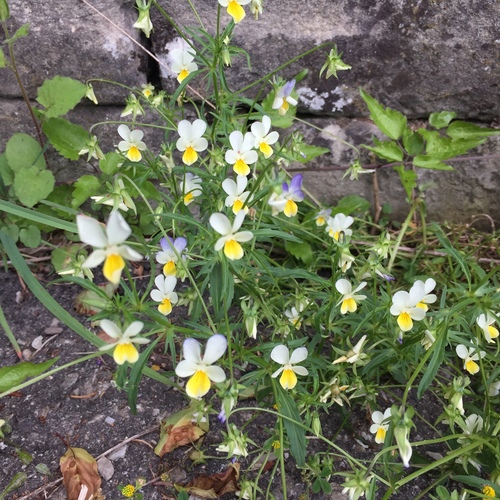 Viola tricolor