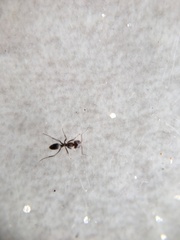 Dorymyrmex medeis