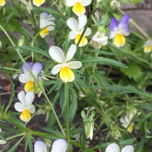 Viola tricolor