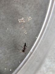 Dorymyrmex medeis