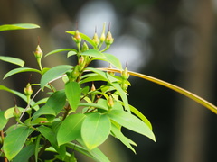 Hypericum geminiflorum