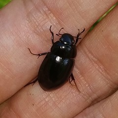 Hydrochara caraboides