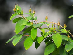 Hypericum geminiflorum