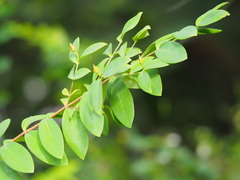 Hypericum geminiflorum