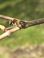 Andrena haemorrhoa