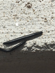 Ommatoiulus sabulosus aimatopodus