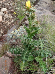 Berkheya macrocephala