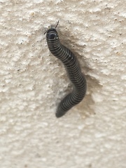 Ommatoiulus sabulosus aimatopodus